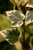 Hedera colchica Dentata Variegata