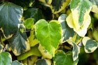 Hedera colchica Dentata Variegata