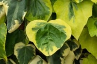 Hedera colchica Dentata Variegata