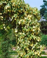 Hedera colchica Dentata Variegata