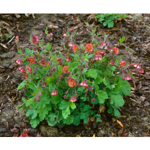 Geum rivale Flames of Passion  -R-