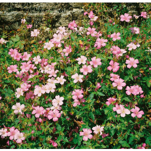 Geranium x oxonianum Wargrave Pink