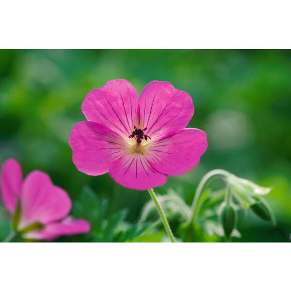 Geranium wallichianum Pink Penny  -R-