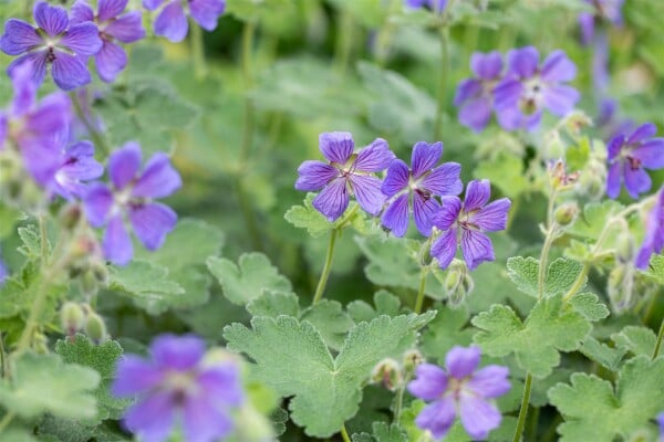 Geranium Philipe Vapelle in voller Blüte