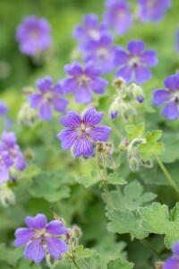 Geranium Philipe Vapelle im Gartenbeet