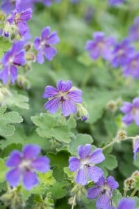 Geranium Philipe Vapelle