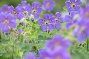 Geranium Philipe Vapelle