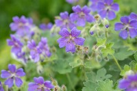 Nahaufnahme von Geranium Philipe Vapelle Blättern