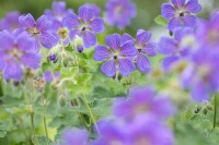 Geranium Philipe Vapelle