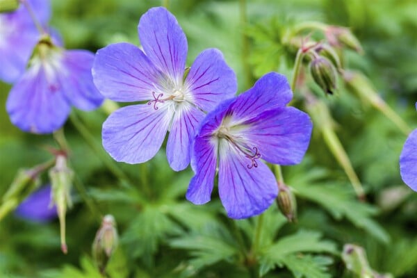 Geranium ibericum Turco