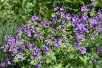 Geranium ibericum Turco