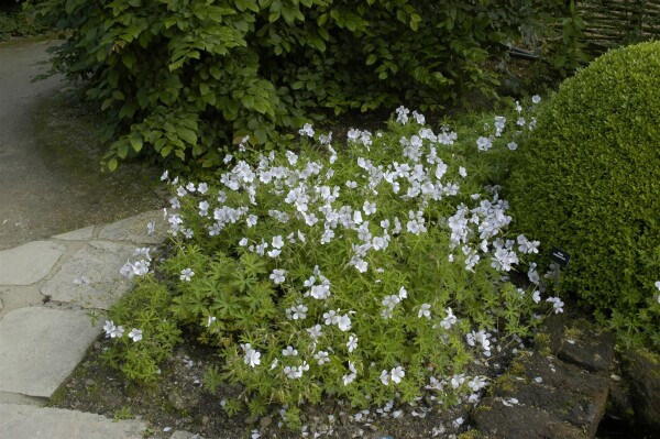 Geranium clarkei Kashmir White Blüte