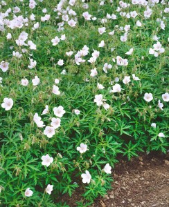 Gartenpflanze Geranium clarkei Kashmir White