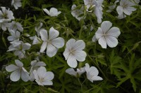 Nahaufnahme Geranium clarkei Kashmir White