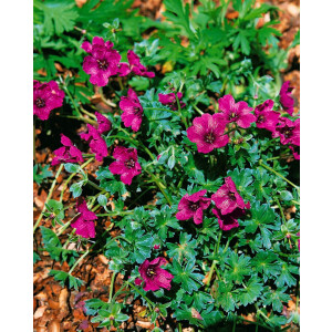 Geranium cinereum Purple Pillow  -R-