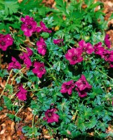 Geranium cinereum Purple Pillow  -R-