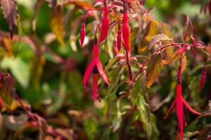 Fuchsia riccartonii