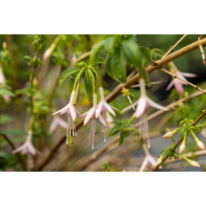 Fuchsia magellanica var.alba