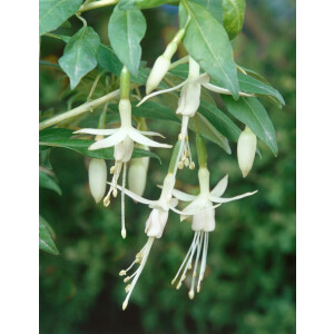 Fuchsia magellanica var.alba