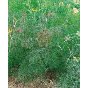 Foeniculum vulgare Atropurpureum