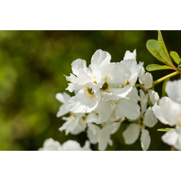 Exochorda racemosa Magical Springtime -R-