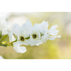 Exochorda racemosa Magical Springtime -R-