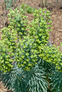 Euphorbia X martinii Kolibri