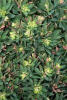 Euphorbia X martinii Kolibri