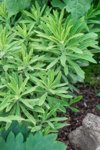 Euphorbia x martinii Ascot Rainbow