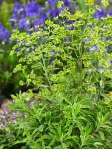 Euphorbia x martinii Ascot Rainbow