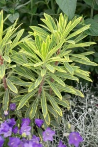 Euphorbia x martinii Ascot Rainbow