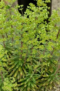 Euphorbia x martinii Ascot Rainbow