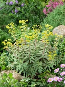 Euphorbia x martinii Ascot Rainbow