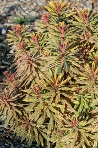 Euphorbia x martinii Ascot Rainbow