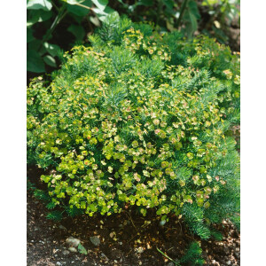 Euphorbia seguieriana ssp.niciciana