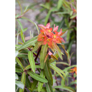 Euphorbia griffithii Fireglow