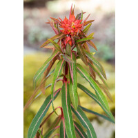 Euphorbia griffithii Fireglow
