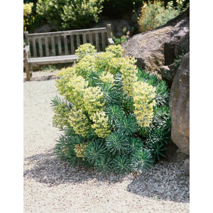 Euphorbia characias char.Humpty Dumpty