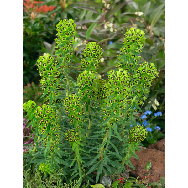 Euphorbia characias char.Black Pearl