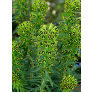 Euphorbia characias char.Black Pearl