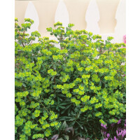 Euphorbia amygdaloides Purpurea