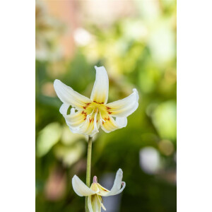 Erythronium tuolumnense White Beauty