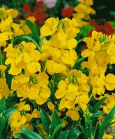 Erysimum x cheiri Golden Jubilee Blüten im Frühling