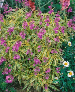Erysimum linifolium Variegatum