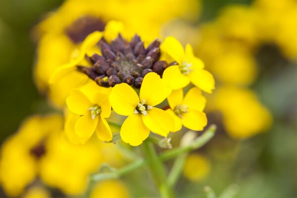 Erysimum hybr. Fragrant Sunshine