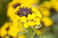 Erysimum hybr. Fragrant Sunshine