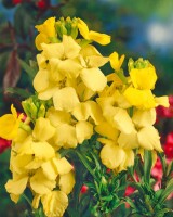 Erysimum hybr. Fragrant Sunshine