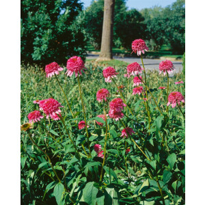 Echinacea purpurea Razzmatazz  -R-