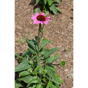 Echinacea purpurea Little Magnus  -R-