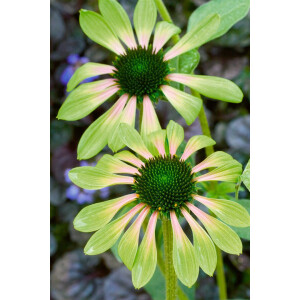 Echinacea purpurea Green Envy  -R-
